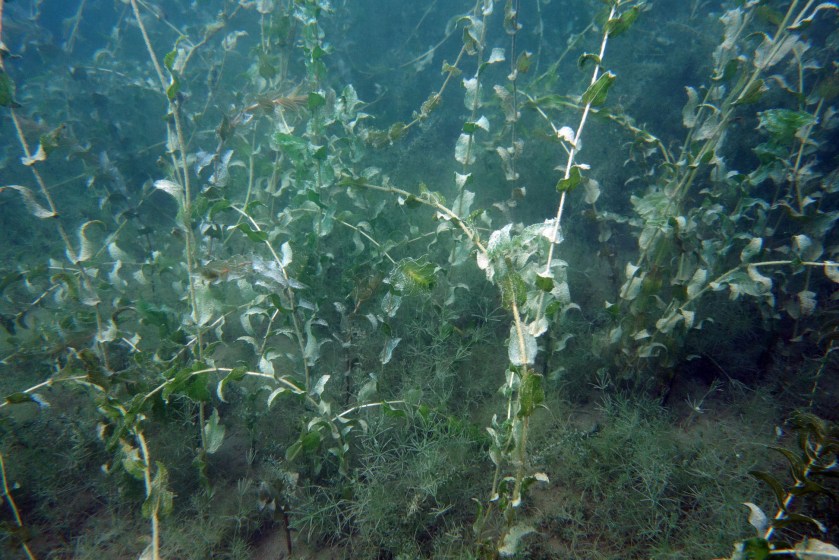 Wasserpflanzen unter Wasser