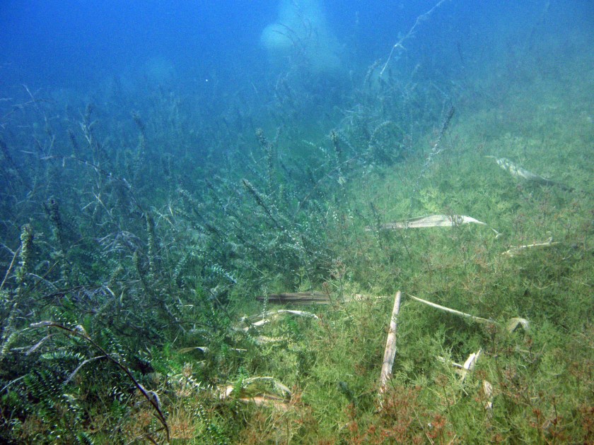 Unterwasservegetation im See aus Armleuchteralgen und Wasserpest