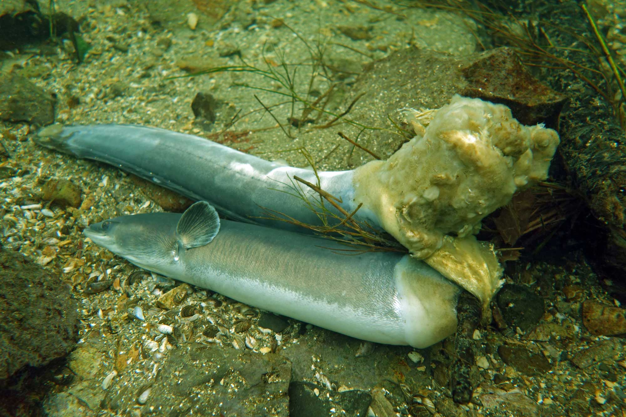 Fischaden_bei_Abstieg