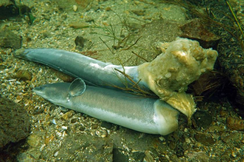 Fischaden_bei_Abstieg