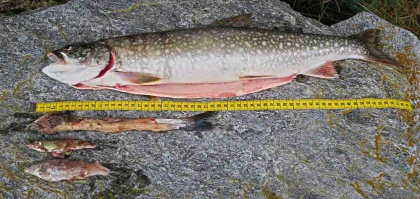 Mageninhalt eines Kanadischen Seesaibling (Salvelinus namaycush)