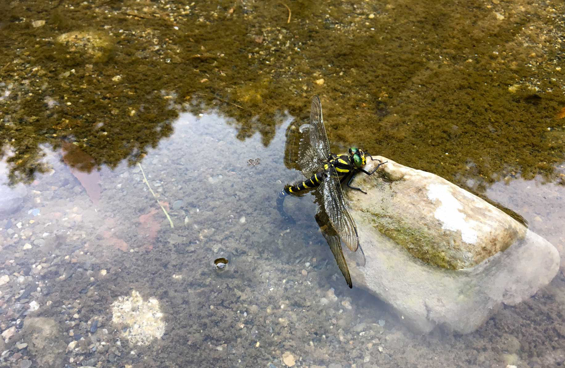 Libelle bei der Eiablage