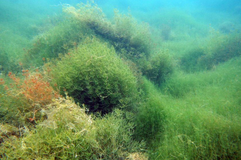 Dichter Bestand aus Armleuchteralgen
