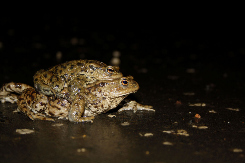 Laichwanderung Erdkröten