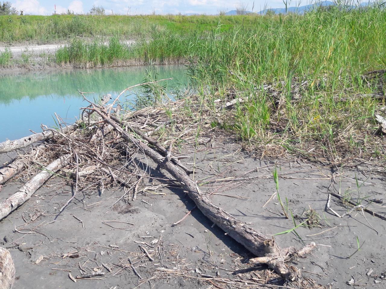 Ufer mit Sand, Schlick, Totholz und Schilf