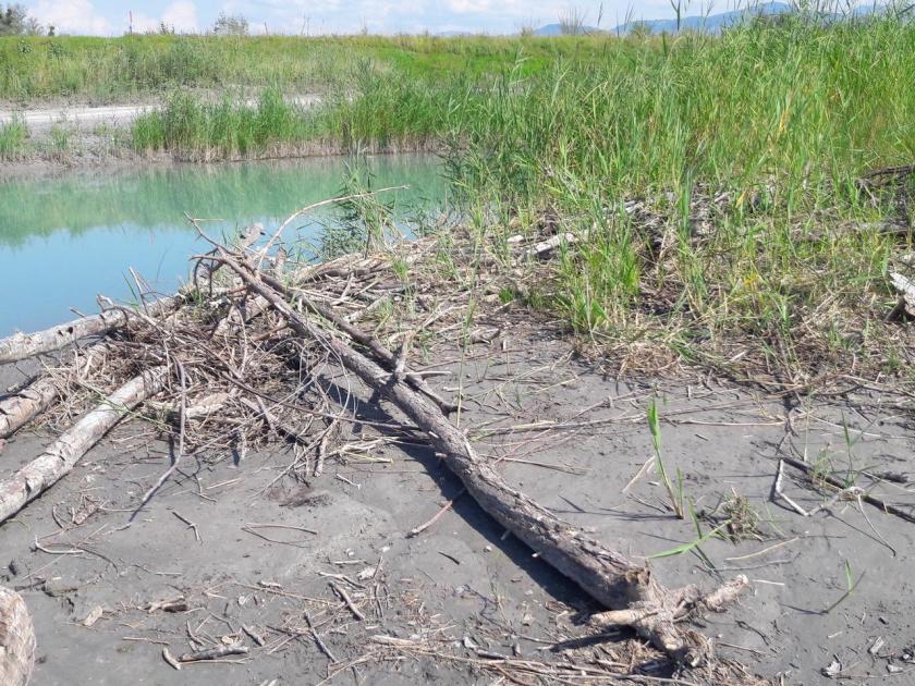 Ufer mit Sand, Schlick, Totholz und Schilf