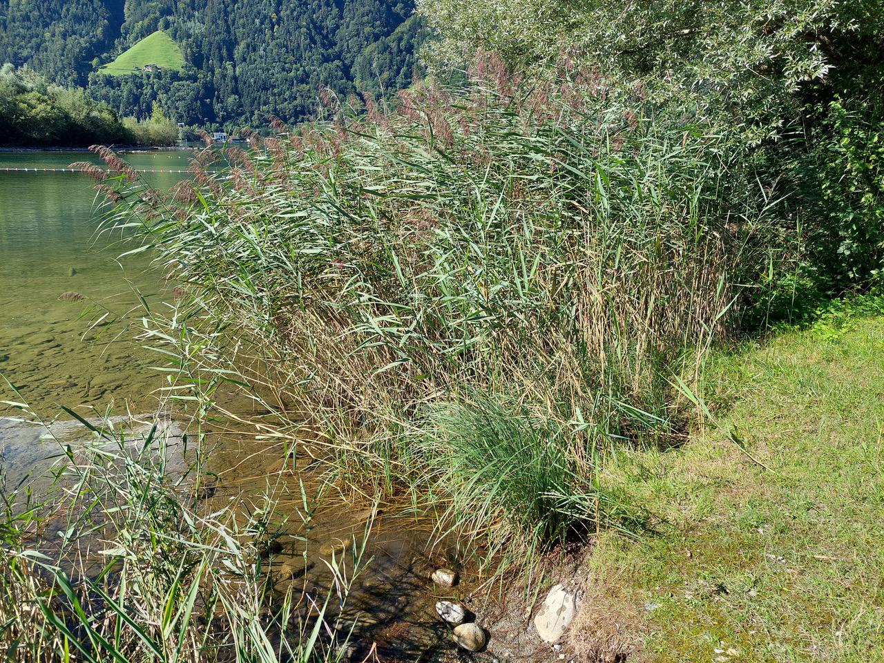 Seeufer mit Schilf
