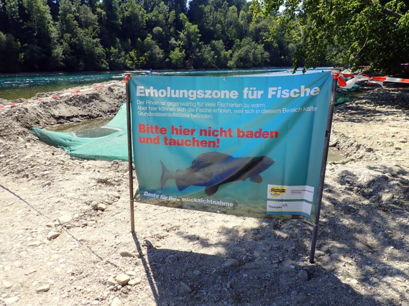 Künstliche Refugien für hitzeempfpindliche Fische am Hochrhein im Kanton Thurgau.