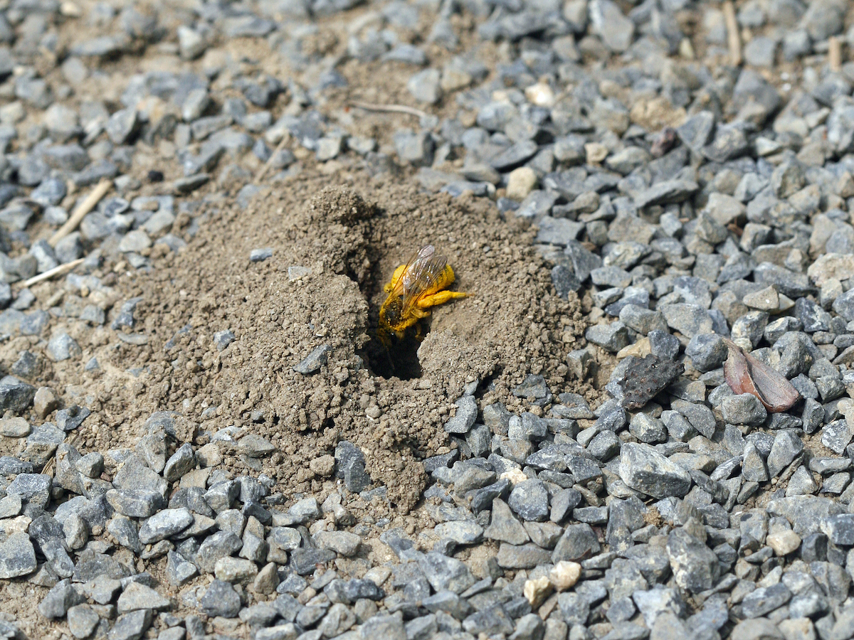 Wildbiene am Boden beim Nest.