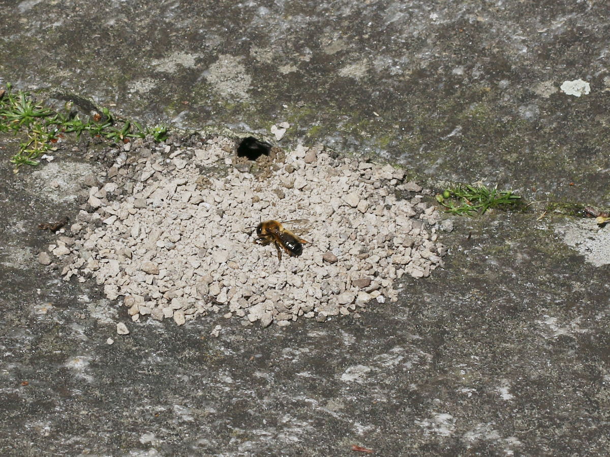 Wildbiene am Boden beim Nest.