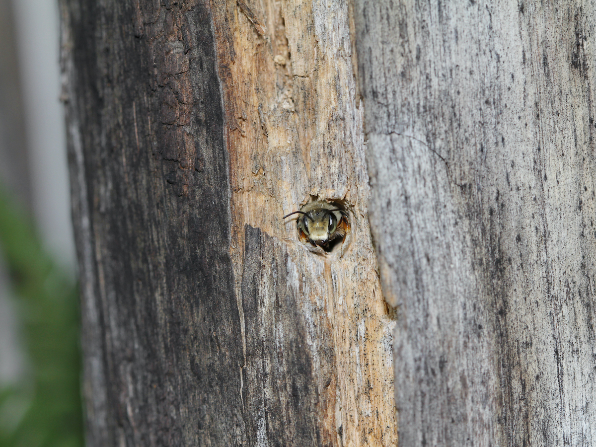 Wildbiene im Totholz.