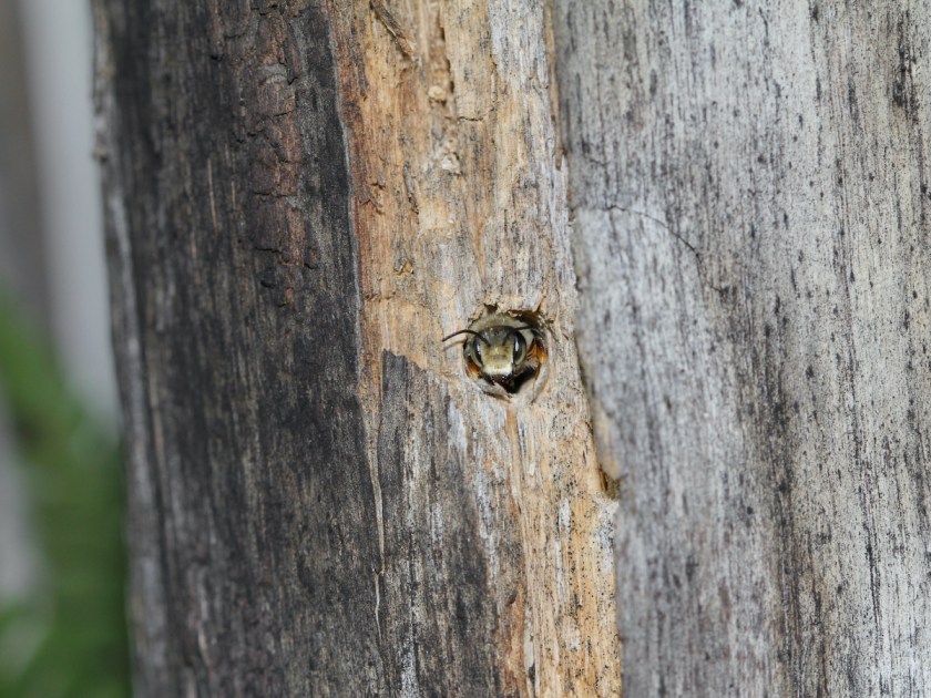 Wildbiene im Totholz.