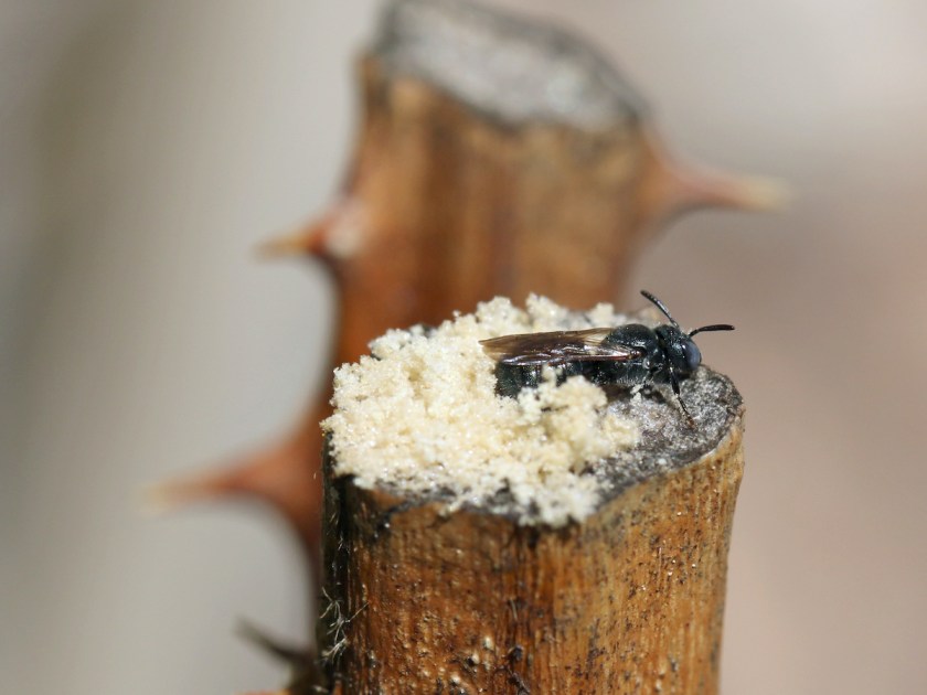 Wildbiene auf Stängel beim Nest.
