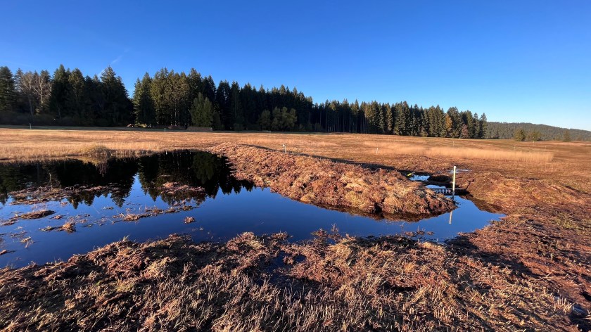 Weiher im Moor