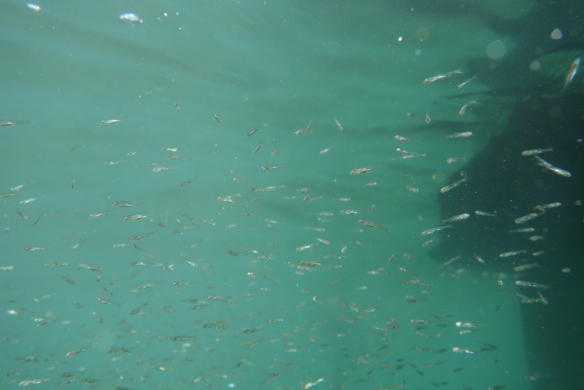 Jungfische im Freiwasser