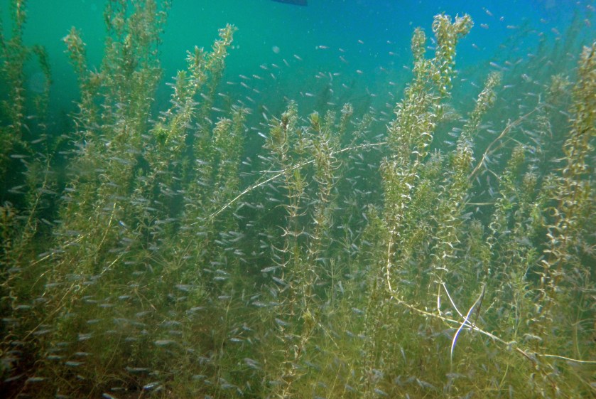 Jungfische zwischen Wasserpflanzen